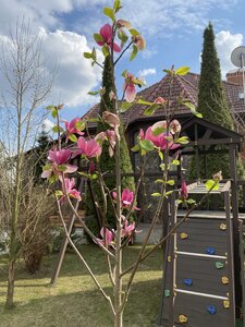 IMG_4240.jpeg