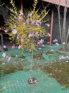 IMG_4250.jpeg
