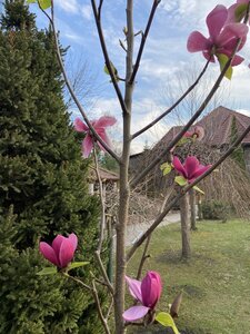 IMG_4249.jpeg