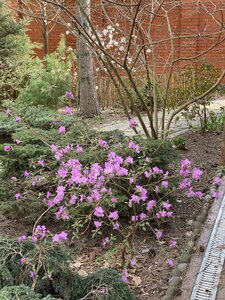 IMG_4231.jpeg