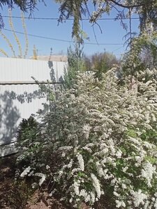 IMG20250421100302.jpg