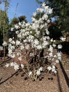 IMG_4268.jpeg