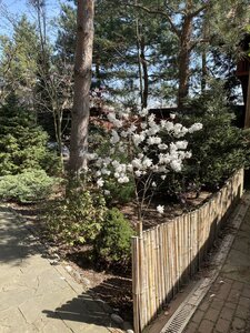 IMG_4277.jpeg