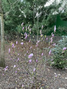 IMG_4350.jpeg
