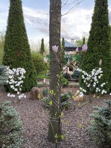 IMG_4352.jpeg