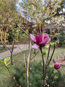 IMG_4327.jpeg