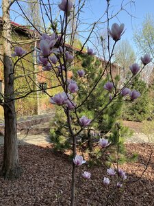 IMG_4307.jpeg