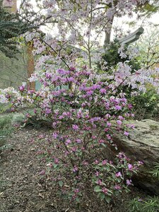 IMG_4340.jpeg