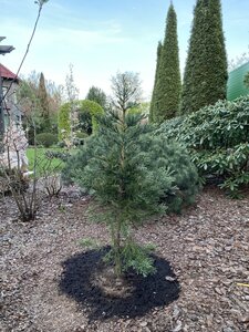 IMG_4355.jpeg