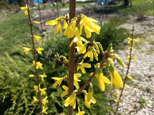 IMG_20250420_125324_356.jpg
