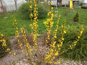 IMG_20250426_154738_100.jpg