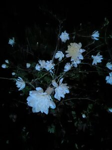 IMG-20250426-WA0105(1).jpg