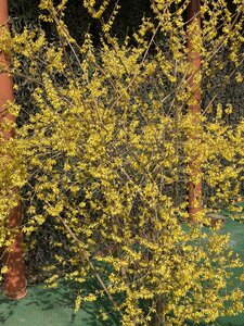 IMG_4225.jpeg
