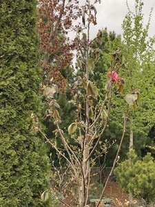 IMG_4411.jpeg