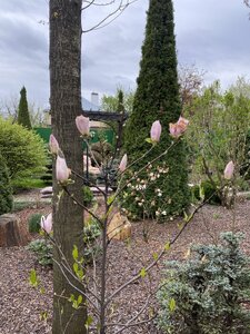 IMG_4409.jpeg