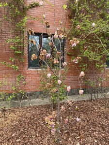 IMG_4403.jpeg
