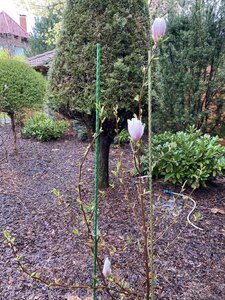 IMG_4423.jpeg