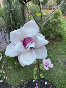 IMG_4370.jpeg