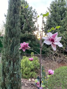 IMG_4335.jpeg