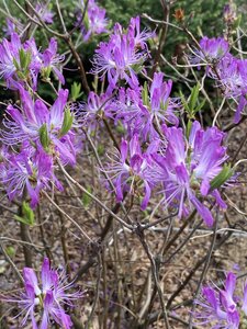 IMG_4583.jpeg