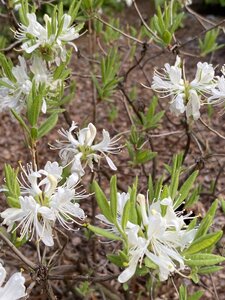 IMG_4584.jpeg