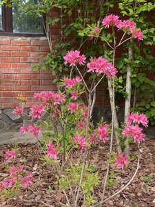 IMG_4627.jpeg