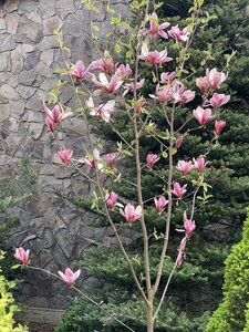 IMG_4552.jpeg
