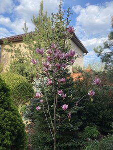 IMG_4550.jpeg
