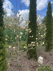 IMG_4466.jpeg