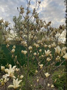 IMG_4475.jpeg