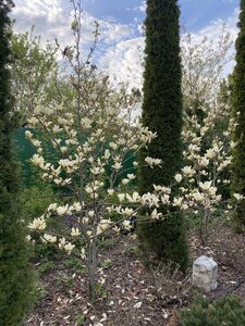 IMG_4589.jpeg