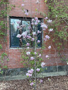 IMG_4346.jpeg