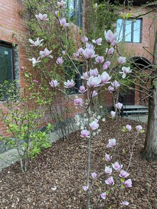 IMG_4347.jpeg