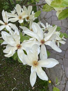 IMG_4635.jpeg