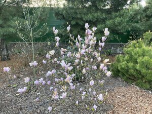 IMG_4496.jpeg