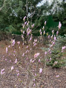 IMG_4408.jpeg