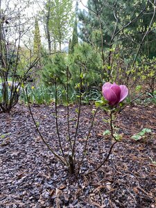 IMG_4435.jpeg