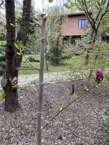 IMG_4419.jpeg