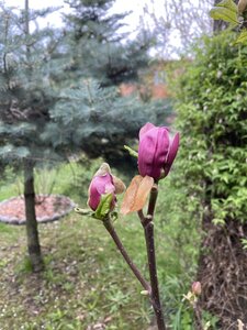 IMG_4415.jpeg