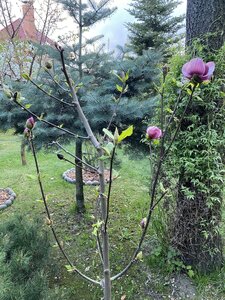 IMG_4373.jpeg