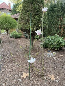 IMG_4451.jpeg