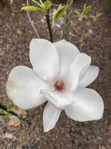 IMG_4452.jpeg