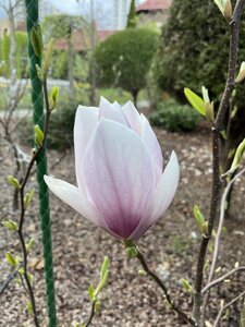 IMG_4381.jpeg