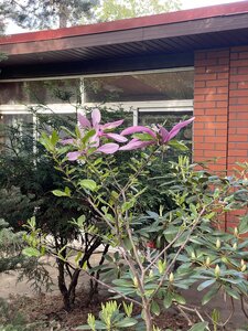 IMG_4556.jpeg