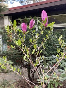 IMG_4510.jpeg