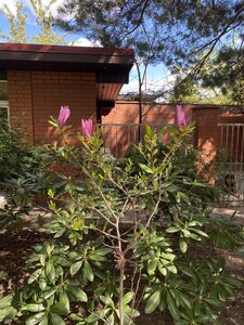 IMG_4479.jpeg