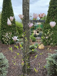 IMG_4456.jpeg