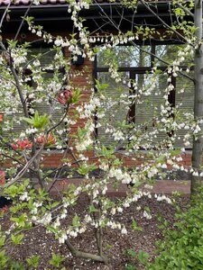 IMG_4625.jpeg