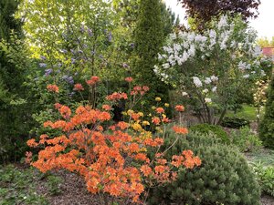 IMG_4768.jpeg