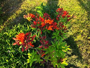 IMG_20250525_201926.jpg